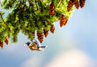 birds eating pine cones upside down 2