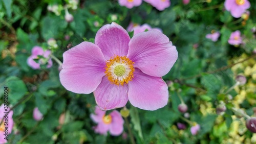 Fotomural pinkflower,blumen,leela blumen
