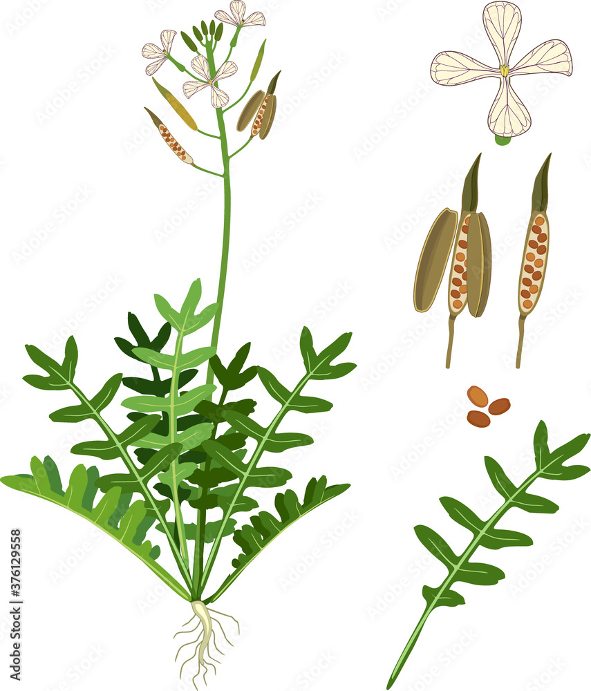 Parts of plant. Morphology of Garden rocket plant with green leaves ...
