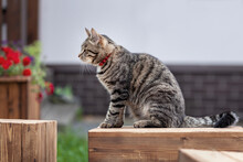 Young Gray Tabby Domestic Cat Sitting On Wooden Box At Country Village Yard