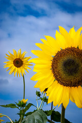 Half of a sunflower with a whole sunflower in the distance agaisnt a blue sky with clouds