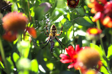 a colorful yellow, brown, red and black spider on a web eating its prey surrounded by red flowers and lush green leaves at Descanso Gardens in La Cañada Flintridge California USA
