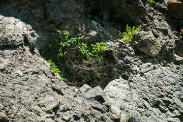 tree sprouted in the rocks