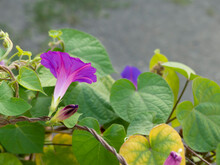 Purple Morning Glory Flowers In The Garden