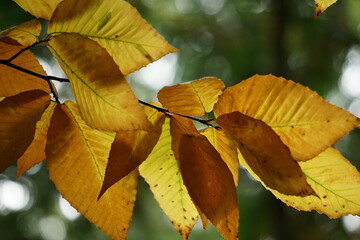 Wall Mural - Backlit leaves in fall