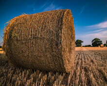 Round Hay Bales After Harvesting In A Field