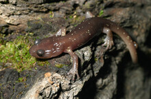 Side View Of An Arboreal Salamander (Aneides Lugubris).