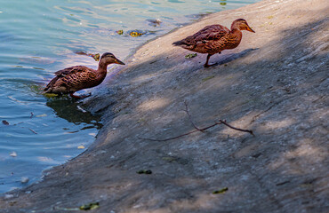 Wall Mural - Pair of Mallard Ducks Climbing a Rock Out of a Pond