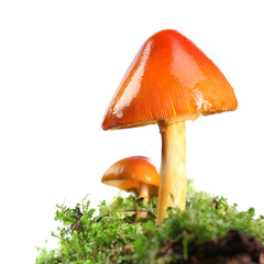 Two orange and yellow mushrooms on wet and humid green mossy forest floor. Isolated on white.