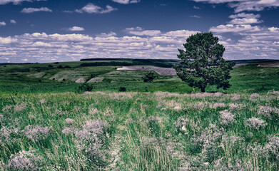 Wall Mural - panoramic landscape of central russia agricultural countryside with hills and country road. summer l