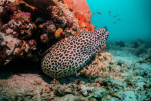 Moray Eel Among Colorful Coral In Clear Blue Ocean