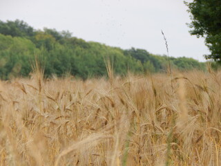 Wall Mural - field of wheat