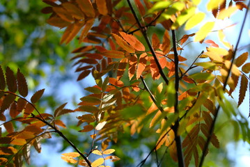 Wall Mural - red autumn leaves