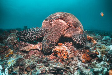 Sea turtle in the wild, resting underwater among colorful coral reef in clear blue water, Indonesia, Gili Trawangan