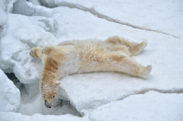 Wall Mural - a polar bear