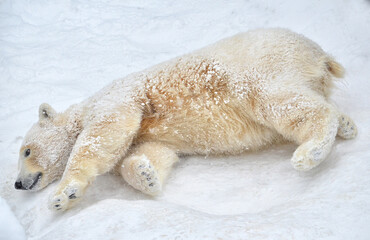 Wall Mural - polar bear cub