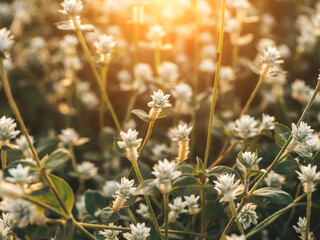 Poster - Close up of Gomphrena weed flower with light on blur background.