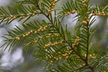 Small Yellow Brown Globe Like Structures Down A Yew Tree Taxus Baccata Branch That Are The Trees Blossom