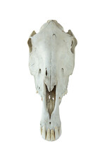 Large Horse Skull On White