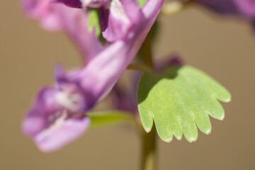 Wall Mural - Corydalis solida or fumewort, flowering plant in the family Papaveraceae, native to moist, shady habitats in northern Europe, early spring flower