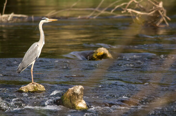 Wall Mural - Grey heron (Ardea cinerea) a long-legged predatory wading bird of the heron family, Ardeidae, native in Europe and Asia, common waterbird