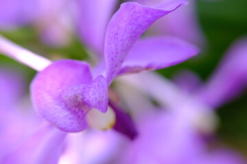 Wall Mural - close up orchid flower wallpaper background macro flower