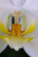 Wall Mural - close up orchid flower wallpaper background macro flower