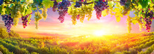 Bunches Of Grapes Hanging Vine Plants With Defocused Vineyard At Sunset
