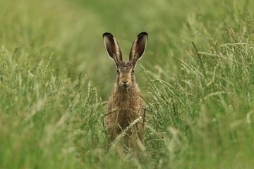 Wall Mural - hare sitting in the grass. Wildlife scene from nature. Lepus europaeus.