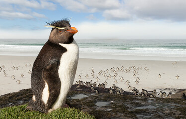 Wall Mural - Close up of Southern rockhopper penguin standing on a rock