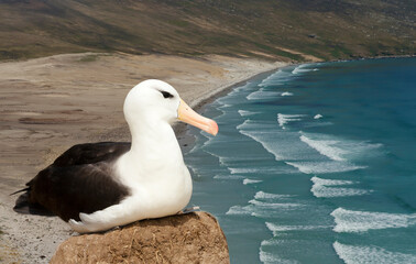Wall Mural - black-browed albatross sitting on a mud pillar nest on a coast