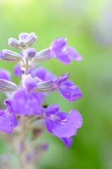 Wall Mural - forget me not flowers