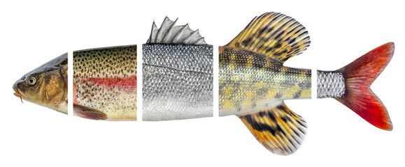 Wall Mural - River fish food products. From a variety of pieces. Fish feed. Isolated on white background