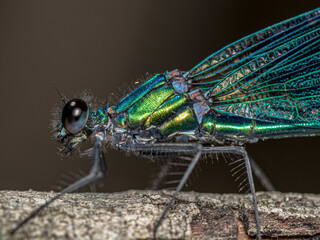 Poster - Amazing macro shot of a beautiful demoiselle on a branch