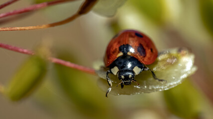 Sticker - Macro shot of a ladybug on a plant