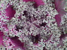 Closeup Shot Of An Ornamental Cabbage With Curly Edges