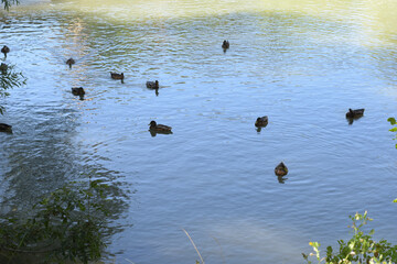 Canvas Print - Aerial shot of ducks swimming in a lake and the sunlight reflection in the water