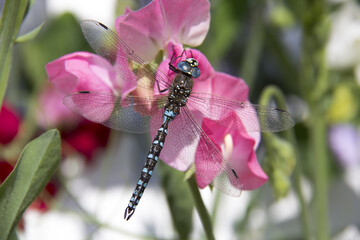 Sticker - Amazing macro shot of an Odonata on a flower