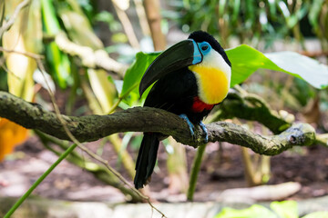 Channel-billed toucan on the tree branch.