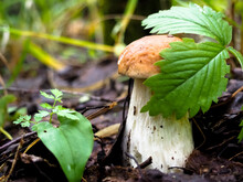 White Mushroom In The Forest. Harvest. Hobby. Mushroom Picking.