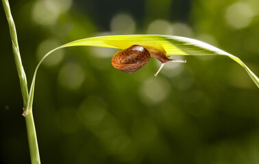 Wall Mural - Snail crawling under grass blade