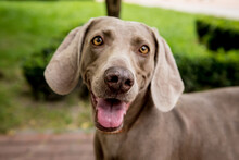 Artery8 Weimaraner Geburtstagskarte – Gelb & Lila, Haustier-Portrait, Mit Umschlag
