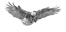 Bald Eagle Swoop Attack Hand Draw Doodle Sketch Monochrome On White Background Illustration.