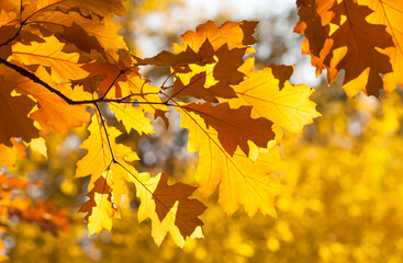 Canvas Print - Autumn park red oak foliage tree branch on blurred background. Fall season bright colors nature landscape.