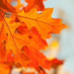 Canvas Print - Autumn leaves background. Red oak tree branch with colorful yellow orange brown leaves. Beautiful foliage, seasonal fall wallpaper