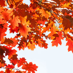 Canvas Print - Autumn leaves background. Red oak tree branch with colorful yellow orange brown leaves. Beautiful foliage, seasonal fall wallpaper