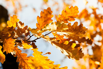 Canvas Print - Oak tree branch with colorful yellow orange brown leaves. Golden autumn leaves background. Beautiful foliage, seasonal fall landscape.