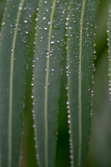 Wall Mural - Closeup shot of water drops on green leaves