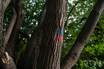 Sticker - Closeup shot of trees with colors on its trunk