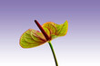 canvas print picture - Anturie2, Natur, Pflanze, Bluehpflanze